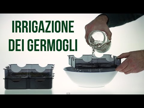 Carica il video: Irrigazione dei germogli con il Sistema GermoglioSì®