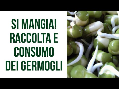 Carica il video: Raccolta e consumo dei germogli coltivati con il Sistema GermoglioSì®
